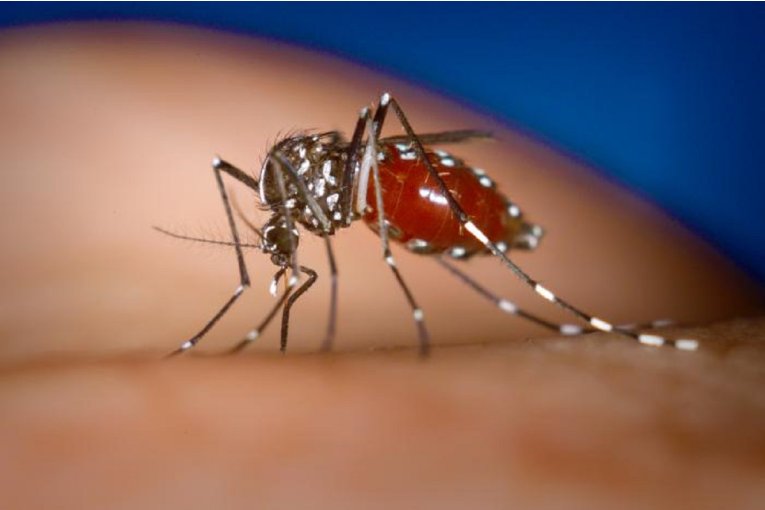 La Dra. Leiva aclaró que hasta este lunes no hay casos de dengue autóctono