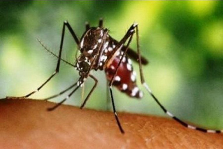 Se suman otros dos nuevos casos positivos de dengue en la región