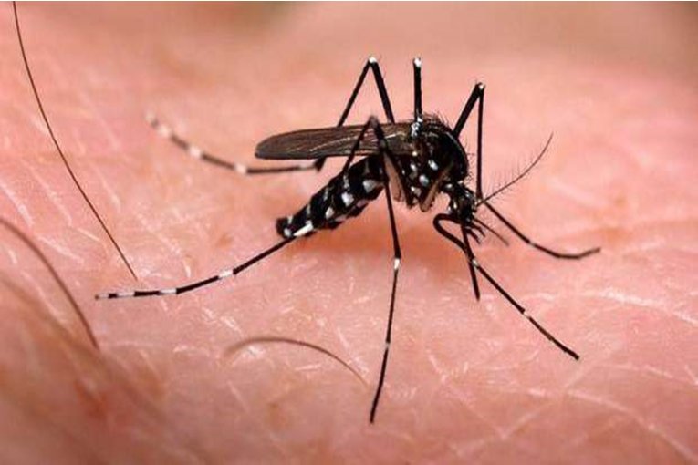 Afirman que el brote local de Dengue pudo &ldquo;ser controlado&rdquo;
