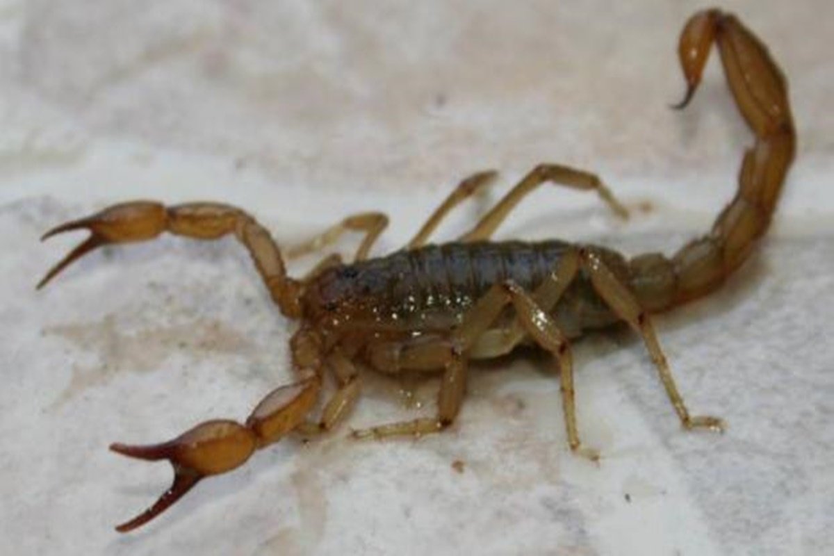 Lo que hay que tener en cuenta ante la presencia de alacranes. Lo que hay que tener en cuenta ante la presencia de alacranes.
