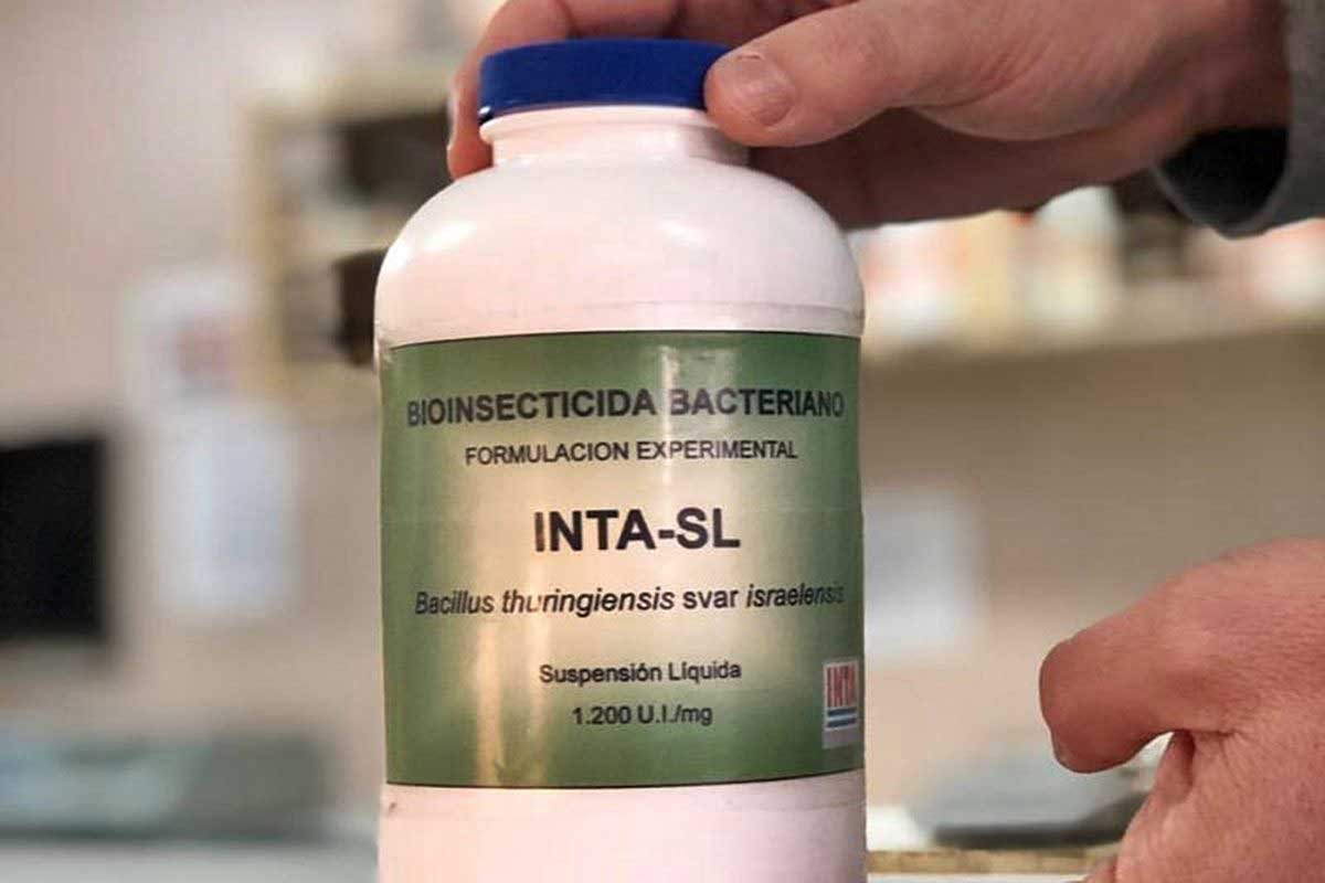 El biolarvicida del INTA para combatir el dengue. El biolarvicida del INTA para combatir el dengue.