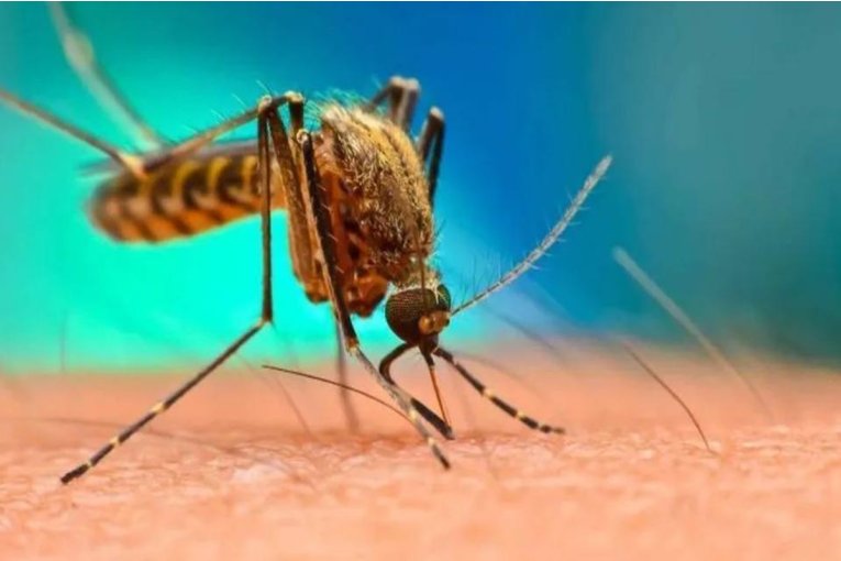 Se confirmaron 135 casos de dengue en la provincia pero Concordia continúa sin positivos