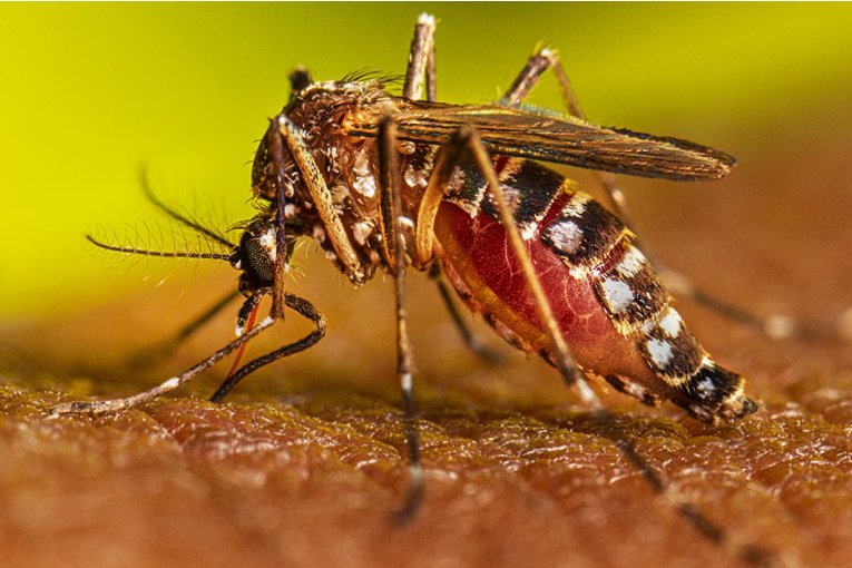 Se registraron más de 1.200 nuevos casos de dengue en Entre Ríos y prevén un ascenso aún mayor