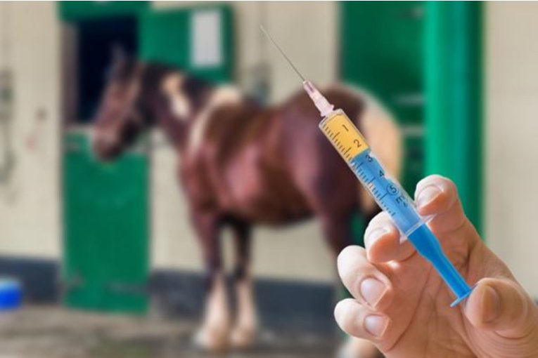 Salud brindó las recomendaciones ante casos sospechosos de encefalomielitis equina