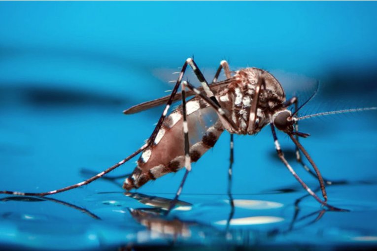 El departamento Concordia reportó más de trescientos nuevos casos de dengue en la última semana