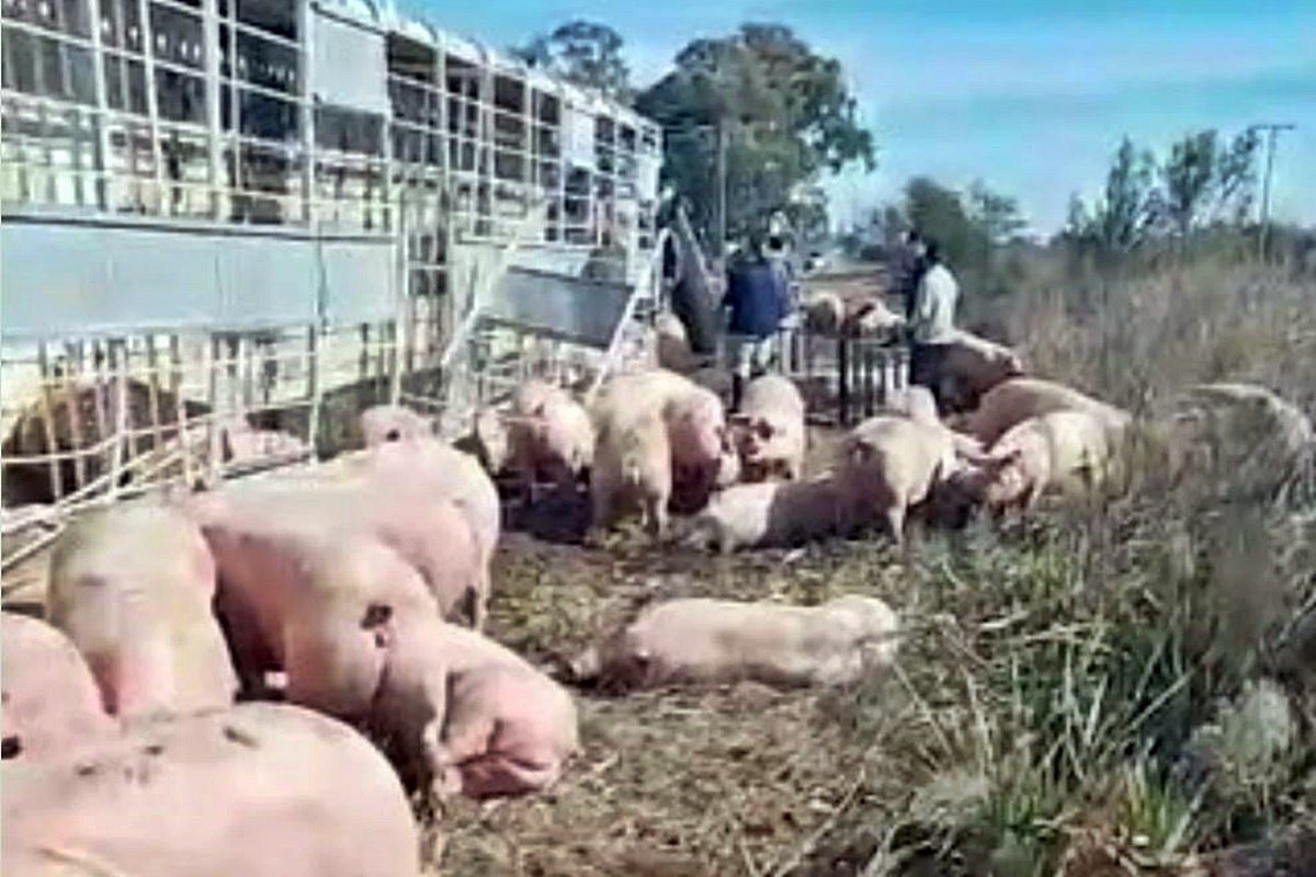 Varios animales muriero a causa del accidente. Varios animales muriero a causa del accidente.